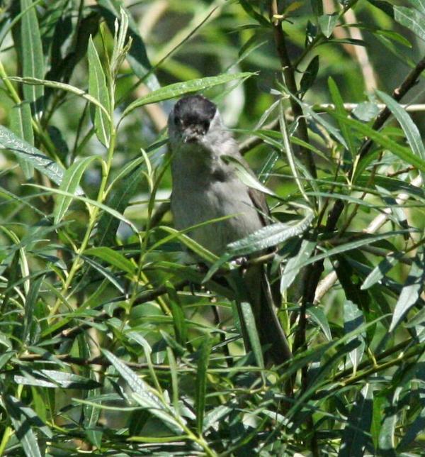 Blackcap Blackcap