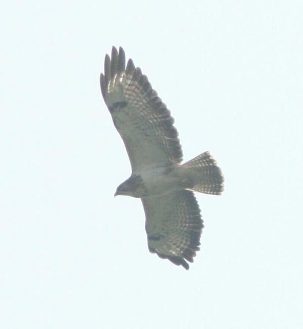 Common Buzzard