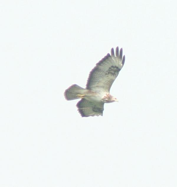 Common Buzzard Common Buzzard