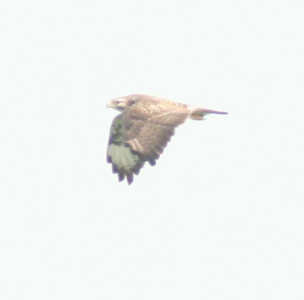 Common Buzzard Common Buzzard