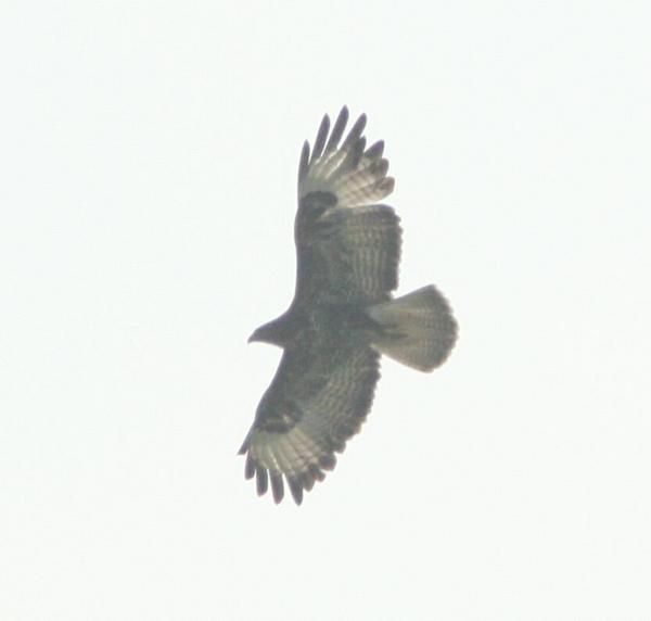 Common Buzzard Common Buzzard