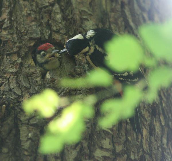 Great Spotted Woodpecker Great Spotted Woodpecker