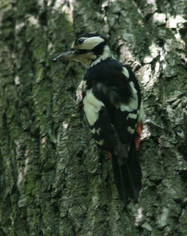 Great Spotted Woodpecker Great Spotted Woodpecker