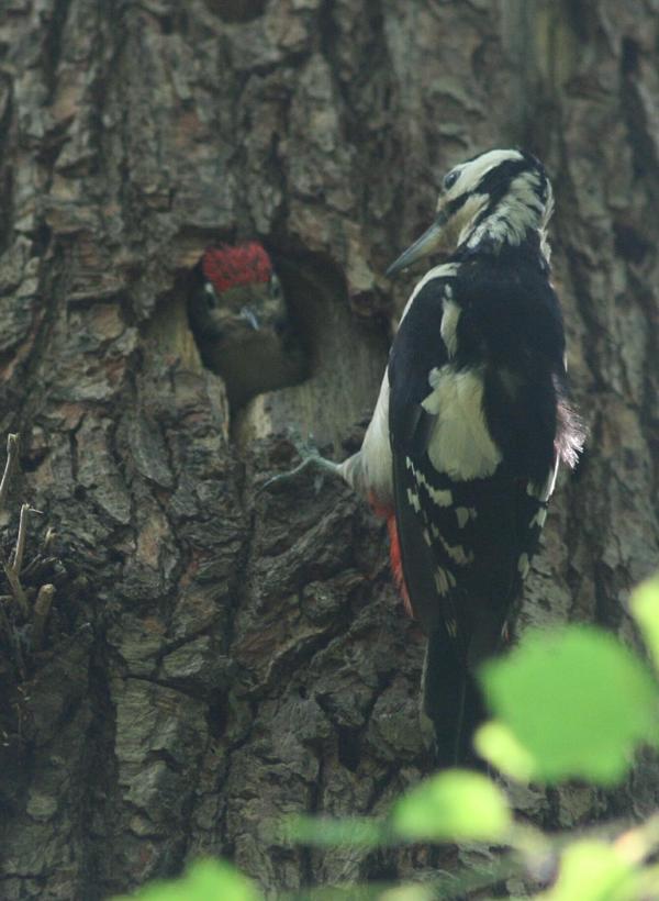Great Spotted Woodpecker Great Spotted Woodpecker