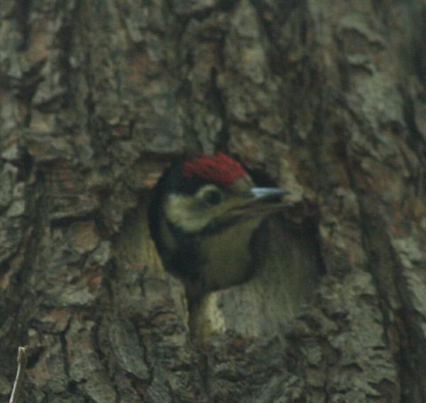 Great Spotted Woodpecker Great Spotted Woodpecker