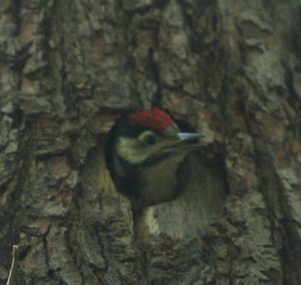 Great Spotted Woodpecker