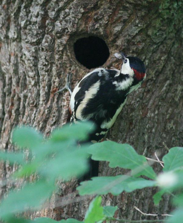 Great Spotted Woodpecker Great Spotted Woodpecker