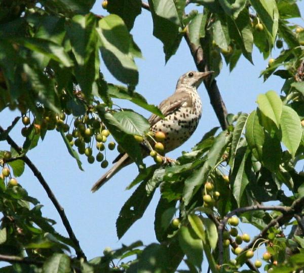 Song Thrush Song Thrush