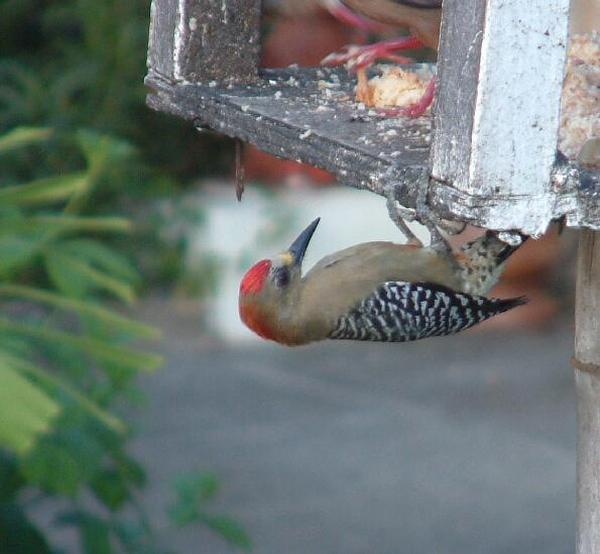 Red-crowned Woodpecker