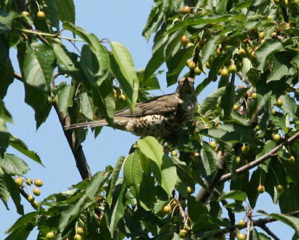 Song Thrush Song Thrush