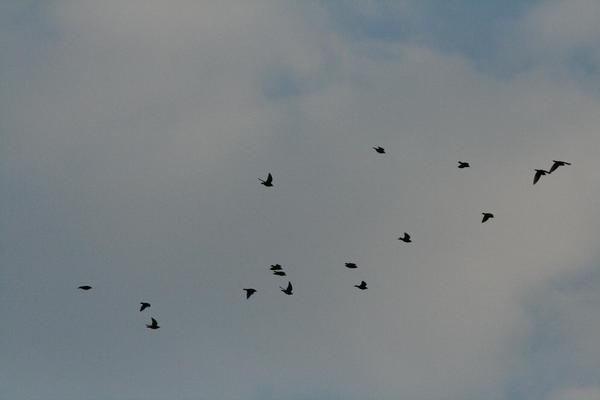 Common Swift Common Swift