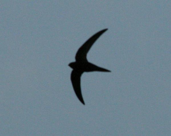 Common Swift Common Swift
