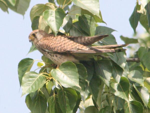 Common Kestrel Common Kestrel