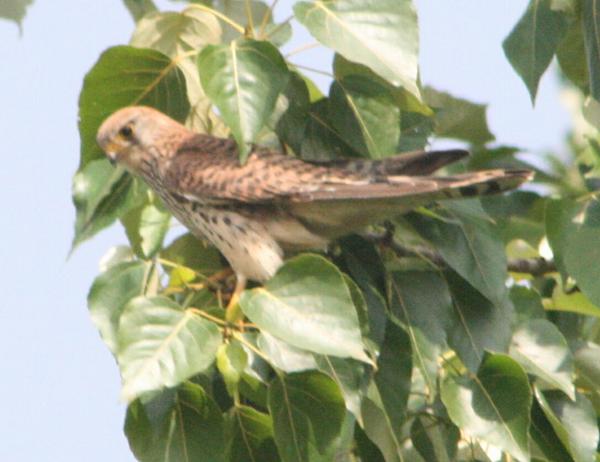 Common Kestrel