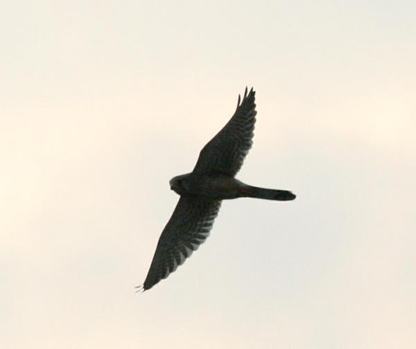 Common Kestrel