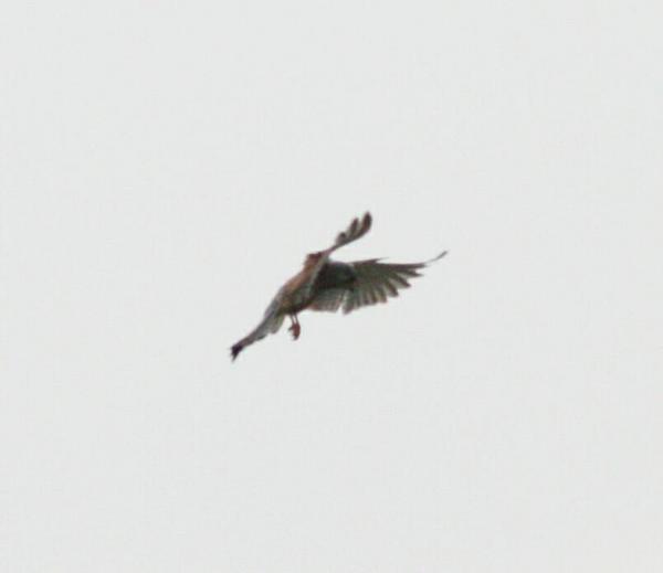 Common Kestrel Common Kestrel