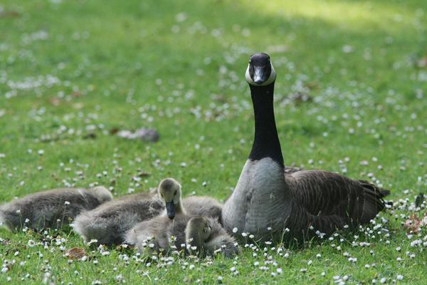 Canada Goose Canada Goose
