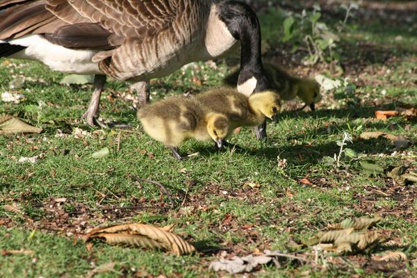 Canada Goose