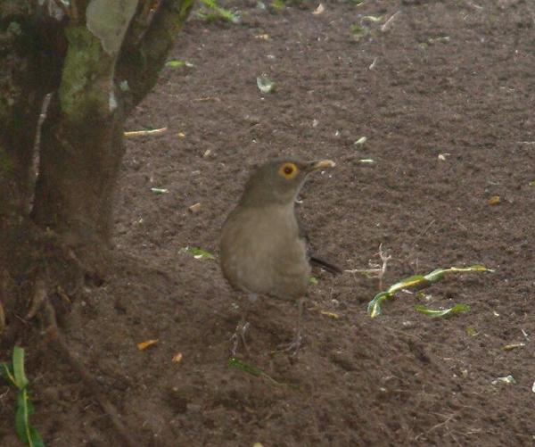 Bare-eyed Thrush Bare-eyed Thrush