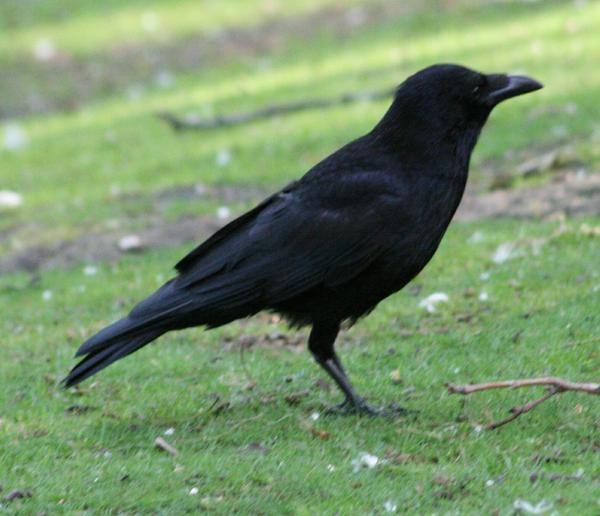 Carrion Crow Carrion Crow