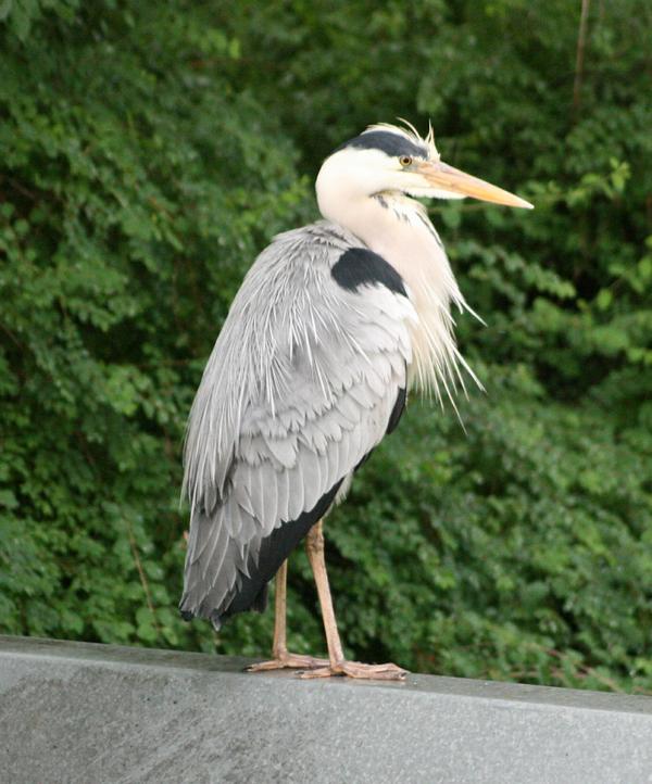 Grey Heron Grey Heron