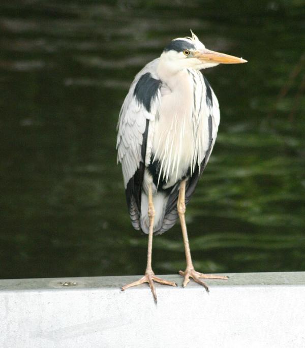 Grey Heron Grey Heron