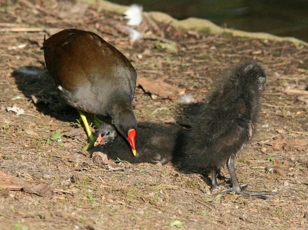 Common Moorhen Common Moorhen