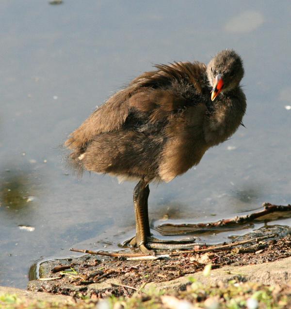 Common Moorhen Common Moorhen