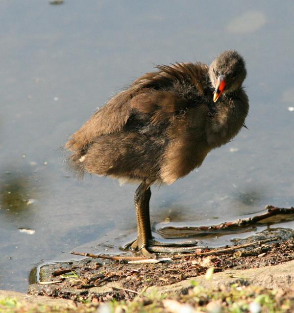 Common Moorhen