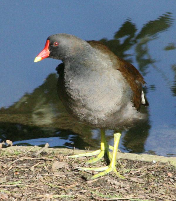 Common Moorhen Common Moorhen