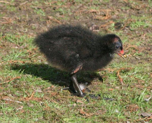 Common Moorhen Common Moorhen