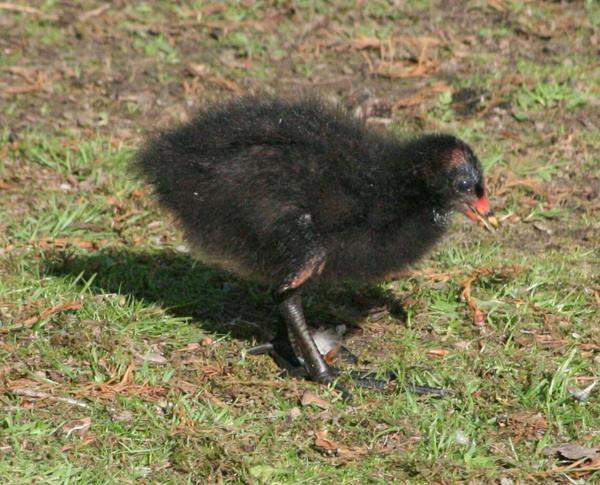 Common Moorhen