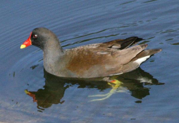 Common Moorhen Common Moorhen