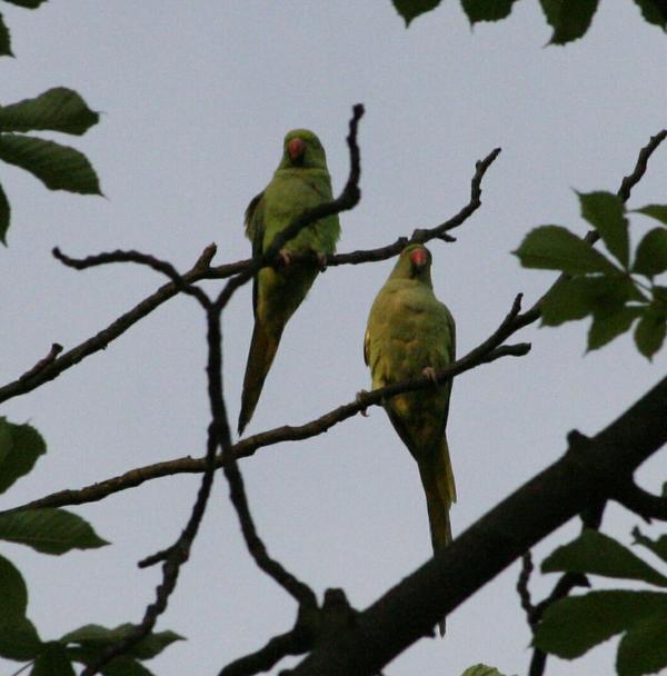 Alexandra's Parrot