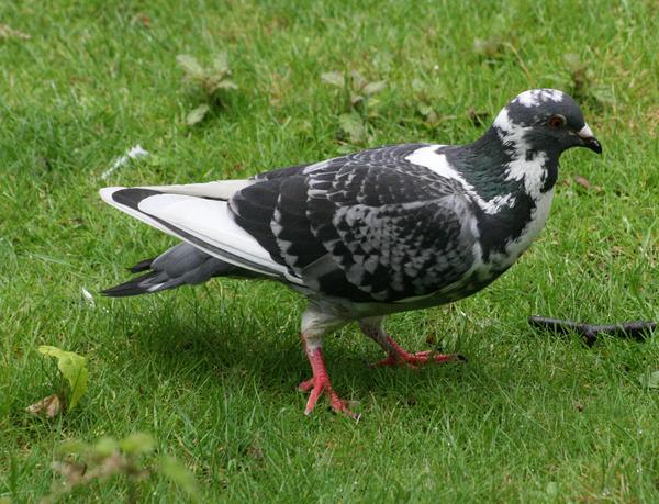 Rock Pigeon