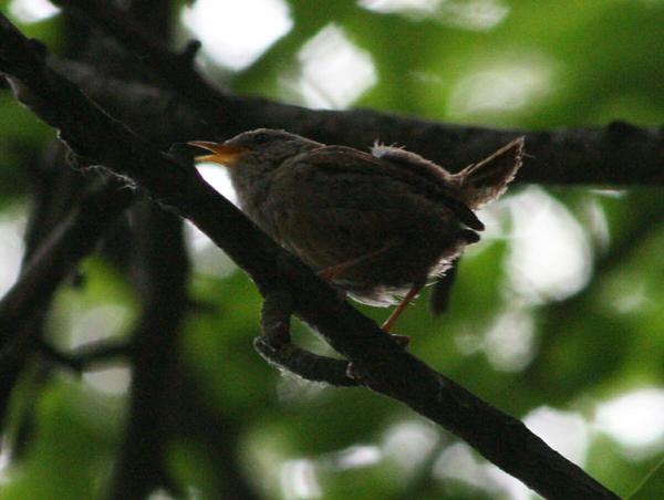 Winter Wren Winter Wren
