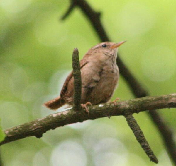 Winter Wren Winter Wren