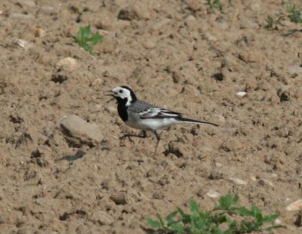 White Wagtail White Wagtail