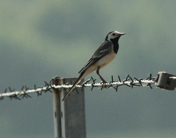 White Wagtail White Wagtail