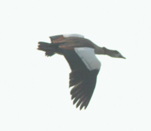 Egyptian Goose Egyptian Goose