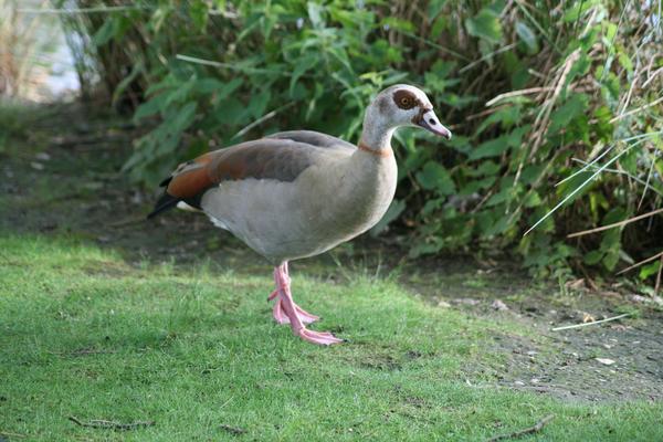 Egyptian Goose Egyptian Goose
