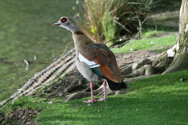Egyptian Goose Egyptian Goose