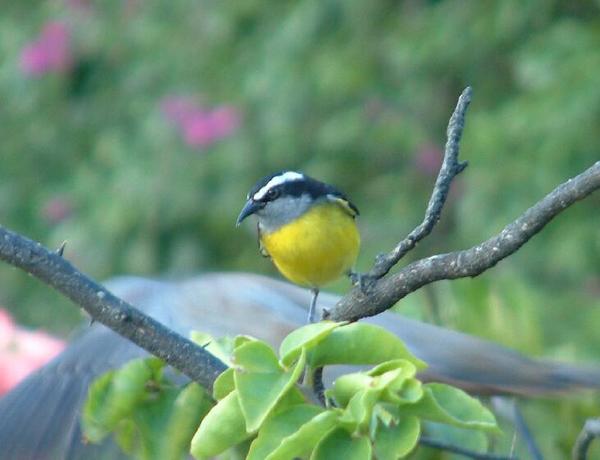 Bananaquit Bananaquit