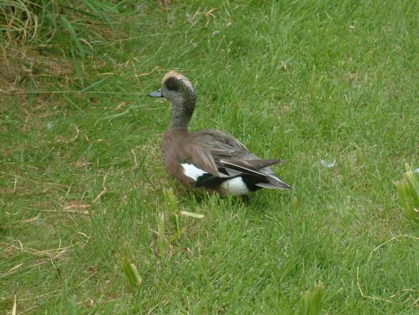 American Wigeon American Wigeon
