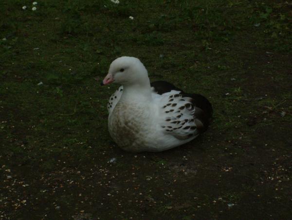 Andean Goose Andean Goose