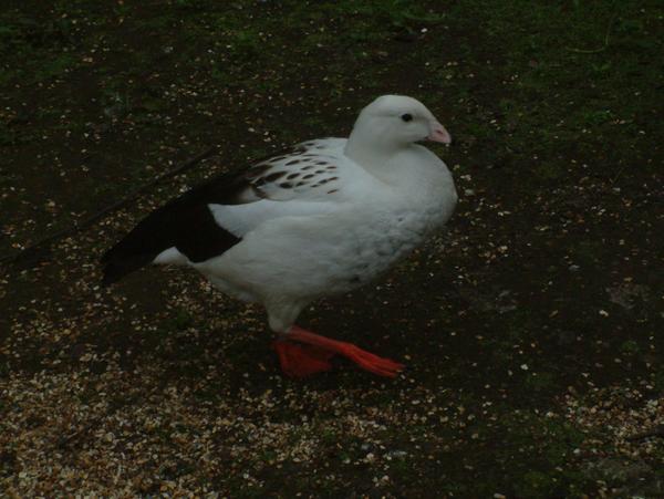 Andean Goose