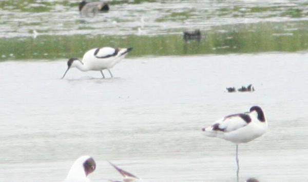 Pied Avocet Pied Avocet