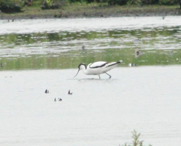 Pied Avocet Pied Avocet