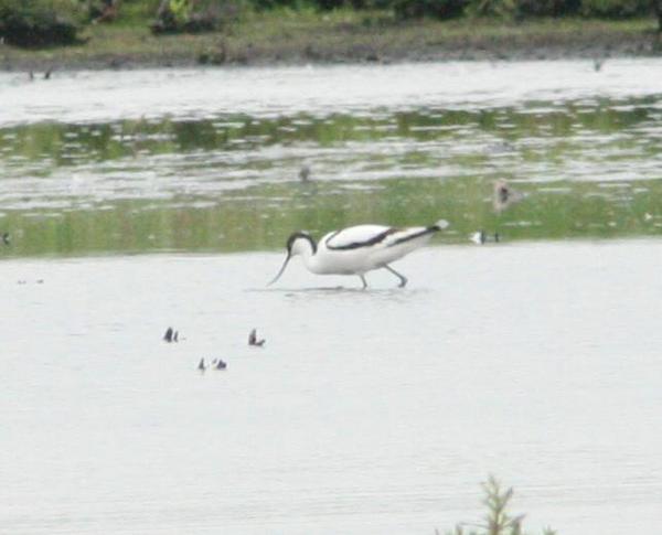 Pied Avocet