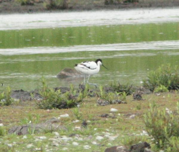 Pied Avocet